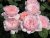 Rosa austin Queen of Sweden ®, Engelsk Buskros
