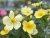 Rosa austin Tottering-By-Gently ™, Engelsk Buskros