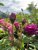 Rosa centifolia muscosa Nuits de Young (Black Moss, Old Black)