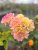 Rosa floribunda Gripsholm ™ (Viborg), Floribundaros