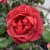 Rosa floribunda Hot Chocolate ® (Hot Cocoa)
