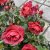 Rosa floribunda Hot Chocolate ® (Hot Cocoa)