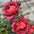 Rosa floribunda Hot Chocolate ® (Hot Cocoa)