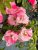 Rosa floribunda Mind Games ®
