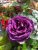 Rosa floribunda Minerva ®, Floribundaros
