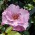 Rosa floribunda Odyssey ™