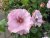 Rosa floribunda Odyssey ™