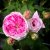 Rosa gallica Aimable Amie