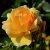 floribunda Hansestadt Rostock ® (Tan04603), Floribundaros, C4