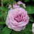 floribunda Lavender Ice ® (Tan04249), Floribundaros, C4