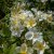 austin Kew Gardens (Ausfence), Engelsk Buskros, C6