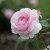 austin Olivia Rose (Ausmixture), Engelsk Buskros, barrot 1st