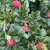 Rosa rugosa Fru Dagmar Hastrup