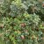 Rosa rugosa Fru Dagmar Hastrup