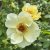 Rosa spinosissima Aïcha