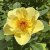 Rosa spinosissima Aïcha