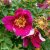 spinosissima Single Cherry, Buskros, C4