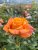 Rosa tehybrid Amber Flush ®