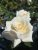 Rosa tehybrid Pascali ®