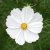 Rosenskära, Cosmix White