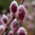 Salix chaenomeloides Mt. Aso, Kvittenvide