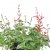 Salvia elegans Scarlet Pineapple