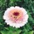 Zinnia, Zinderella Lilac