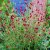 Sanguisorba officinalis Tanna, Blodtopp