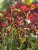 Sanguisorba officinalis Tanna, Blodtopp