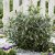 Sarcococca hookeriana Purple Gem ®, Sarcococca