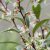 Sarcococca hookeriana Purple Gem ®