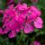 Hängpelargon Super Cascade ® Rose Imp., stickling 3-pack