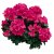 Pelargon Caliente Rose, stickling 3-pack