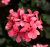 Hängpelargon Calliope ® Cascade Dark Salmon, kruka
