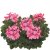 Hängpelargon Calliope ® Cascade Dark Salmon, kruka
