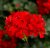 Hängpelargon Calliope ® Cascade Red, kruka