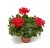 Hängpelargon Calliope ® Cascade Red, stickling 3-pack
