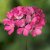 Pelargon Caliente Pink, kruka