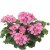 Pelargon Caliente Pink, kruka