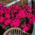 Pelargon Caliente Rose, kruka