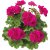 Pelargon Calliope ® Deep Rose, kruka
