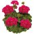 Pelargon Calliope ® Hot Pink, kruka