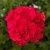 Pelargon Calliope ® Hot Pink, kruka