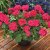 Pelargon Calliope ® Hot Rose, stickling