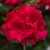 Pelargon Calliope ® Hot Rose, stickling