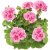 Pelargon Calliope ® Pink Splash, kruka
