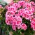 Pelargon Calliope ® Pink Splash, stickling 3-pack