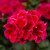 Pelargon Calliope ® Red Splash, kruka