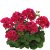 Pelargon Calliope ® Red Splash, kruka