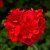 Pelargon Calliope ® Scarlet Red, kruka